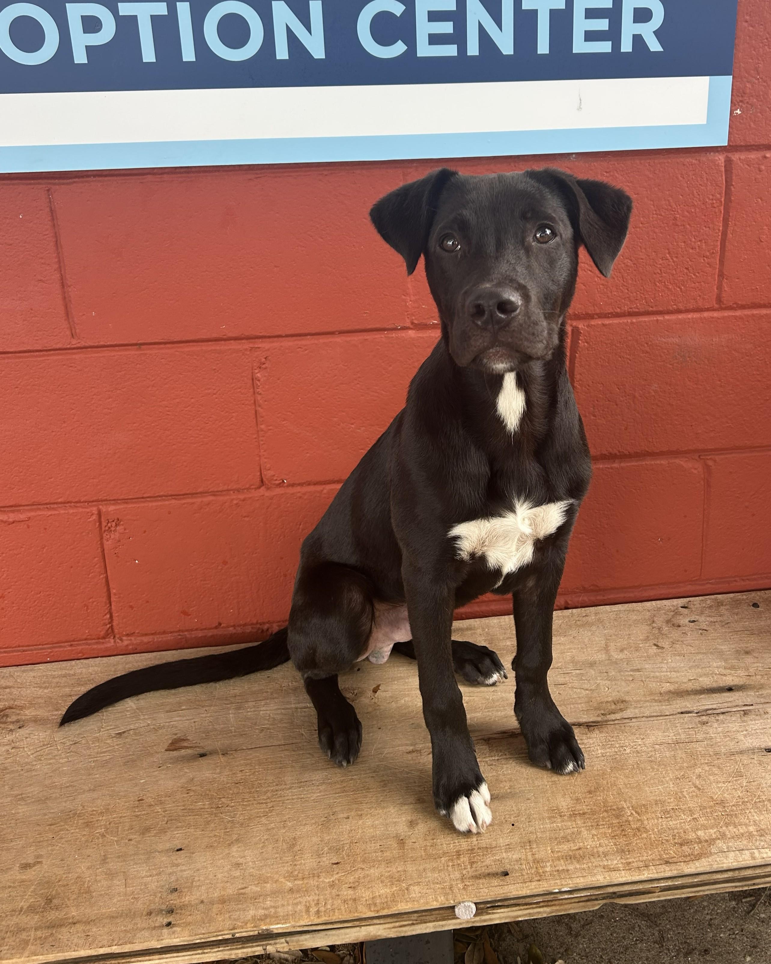 Enlarge Turnip, an adoptable mixed breed in Pensacola, FL image 5/6