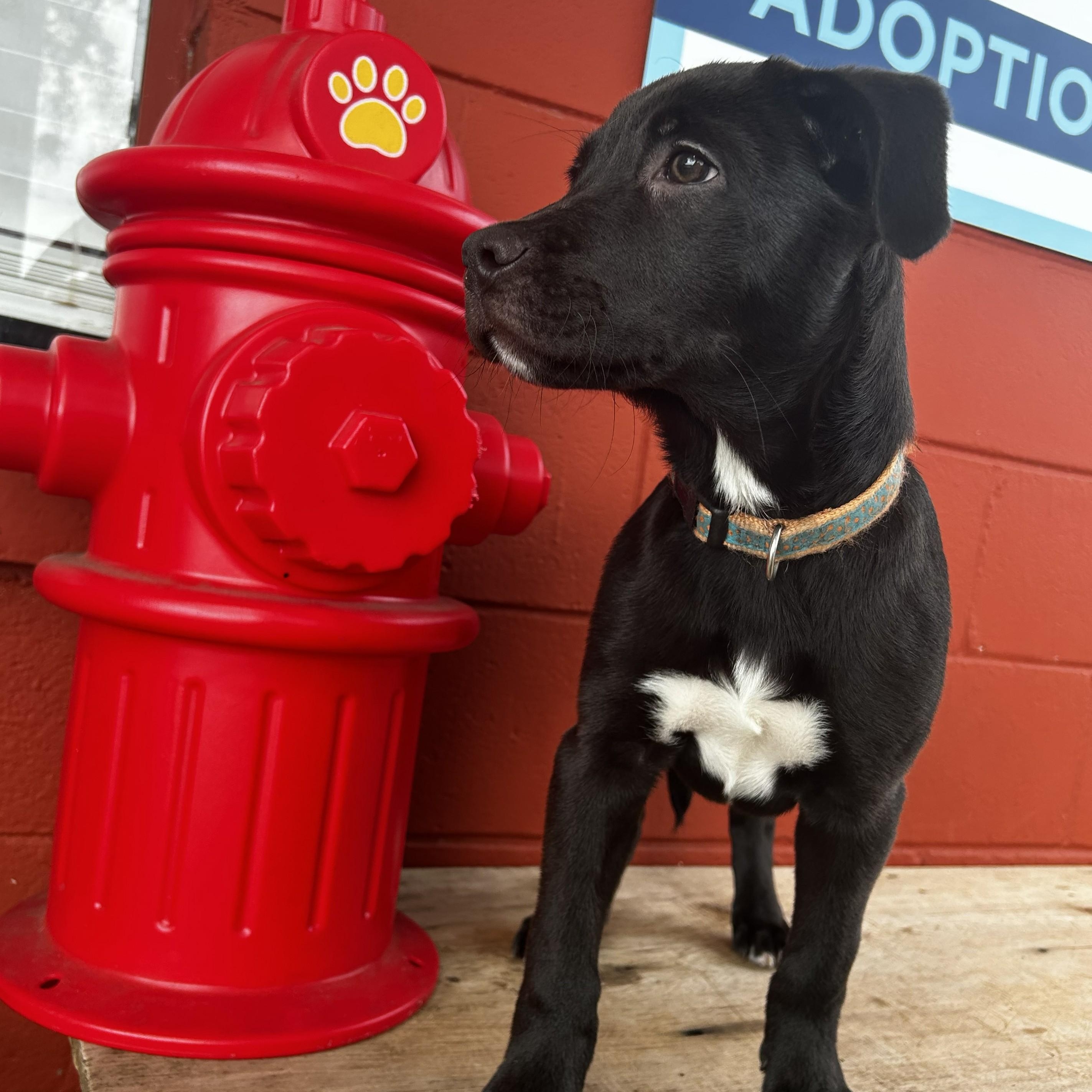 Enlarge Turnip, a Adoptable mixed breed in Pensacola, FL image 4/6