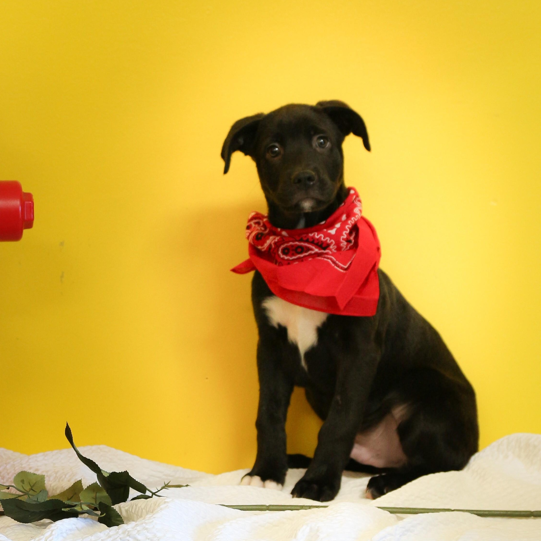 Enlarge Turnip, a Adoptable mixed breed in Pensacola, FL image 2/6