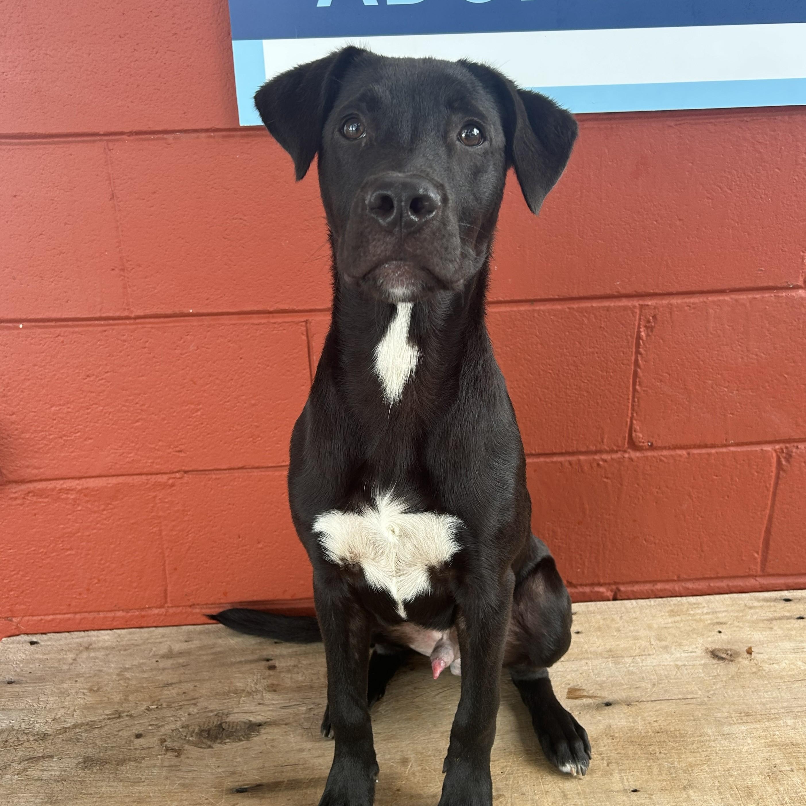 Enlarge Turnip, an adoptable mixed breed in Pensacola, FL image 1/6