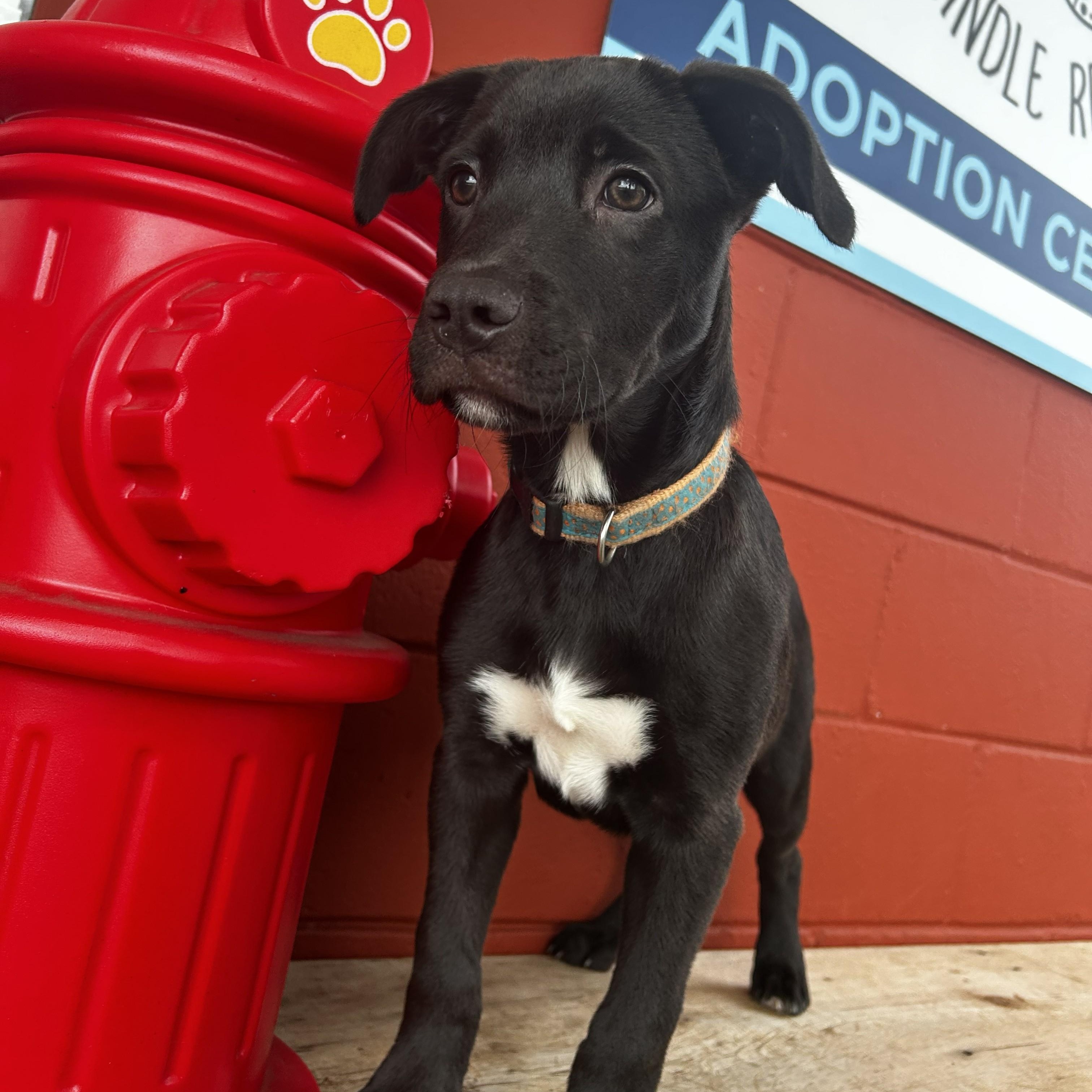 Enlarge Turnip, a Adoptable mixed breed in Pensacola, FL image 3/6