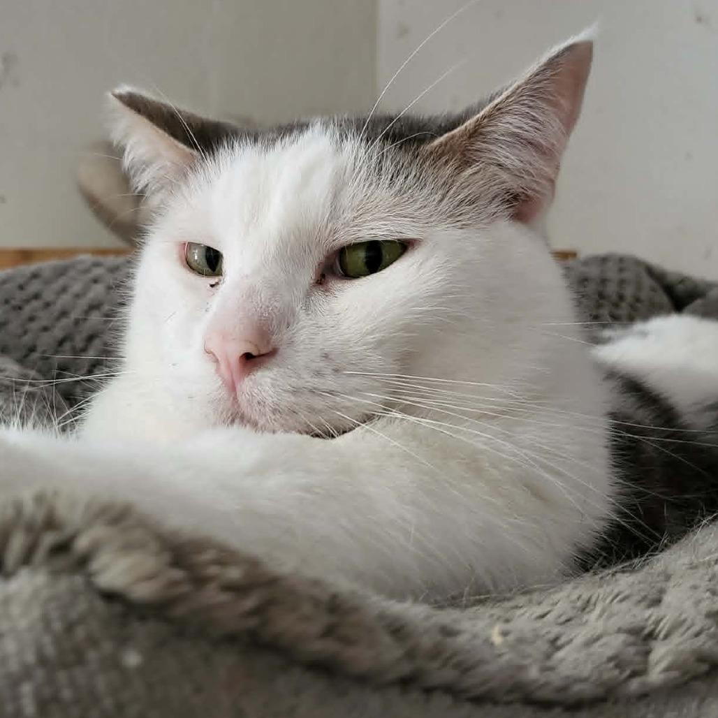 Spike, a Adoptable Domestic Short Hair in Jacksonville, OR image 1/6