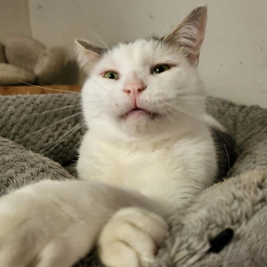 Spike, a Adoptable Domestic Short Hair in Jacksonville, OR image 2/6