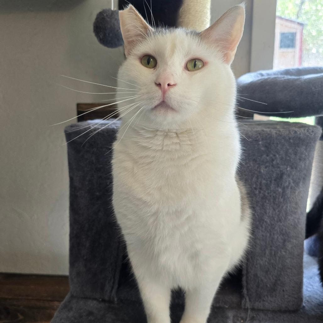 Spike, Adoptable, Adult Male Domestic Short Hair.