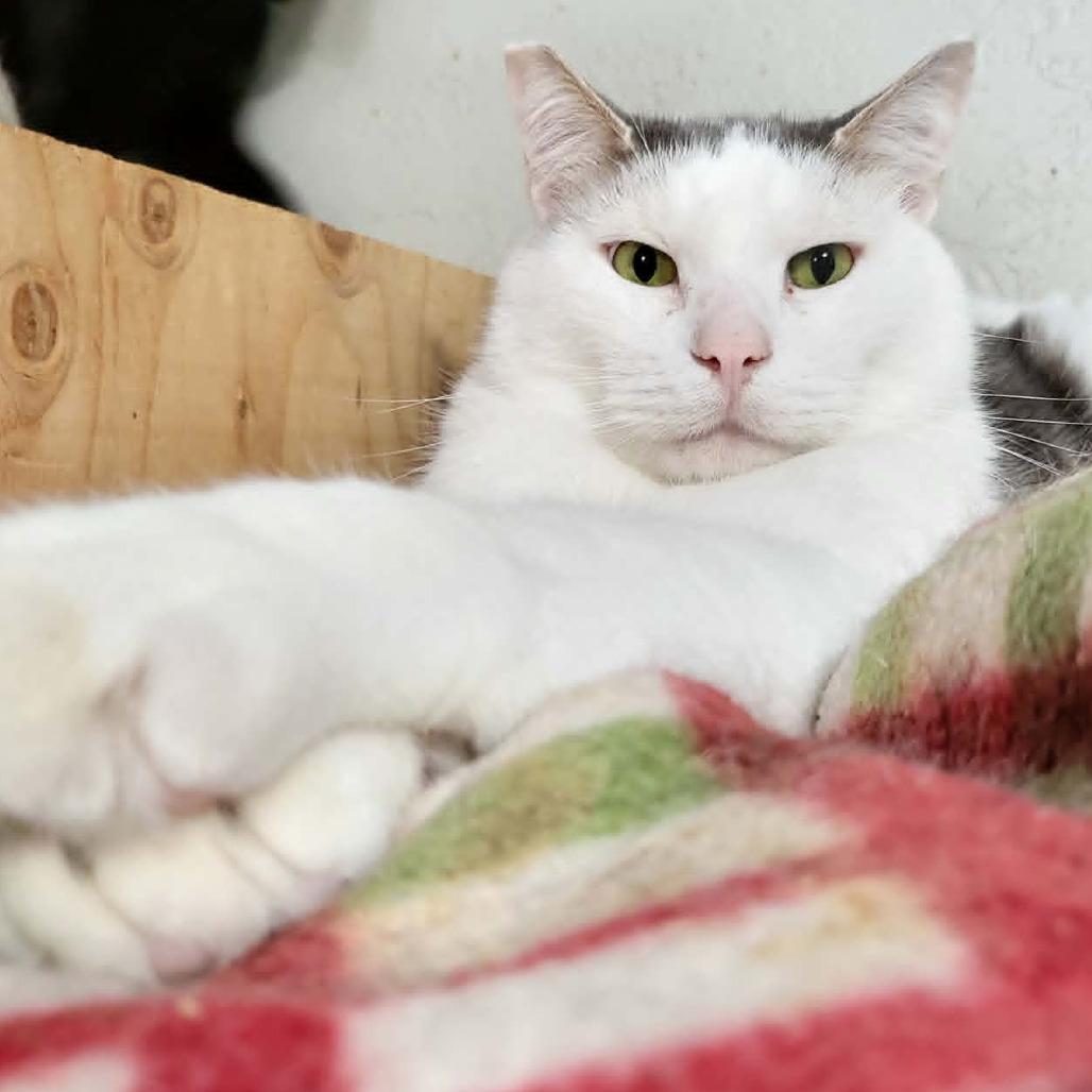Spike, a Adoptable Domestic Short Hair in Jacksonville, OR image 4/6