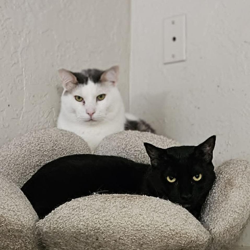 Spike, a Adoptable Domestic Short Hair in Jacksonville, OR image 5/6