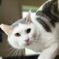 Enlarge Spike, a Adoptable Domestic Short Hair in Jacksonville, OR image 2/2