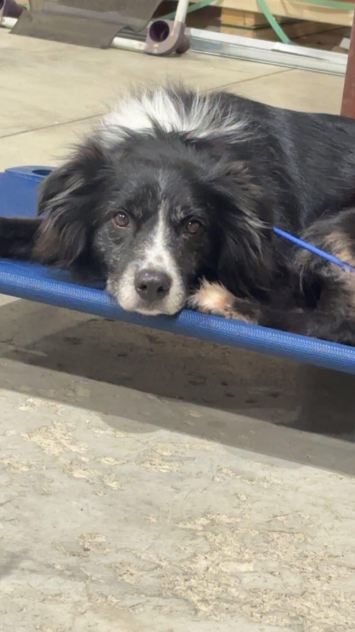 Juno CROSS LIST, a ADOPTABLE Australian Shepherd in Olathe, KS image 4/4