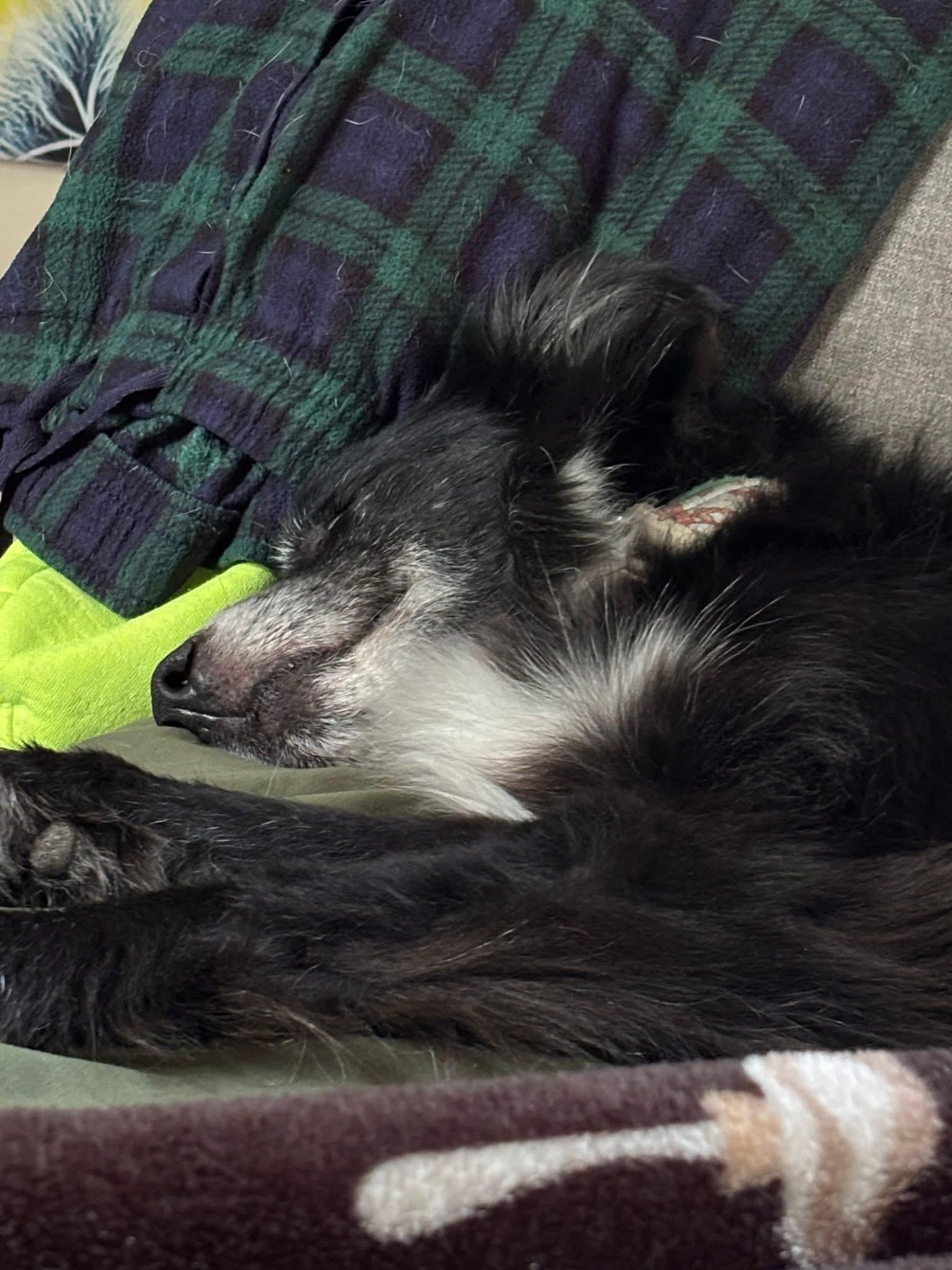 Juno CROSS LIST, a ADOPTABLE Australian Shepherd in Olathe, KS image 3/4