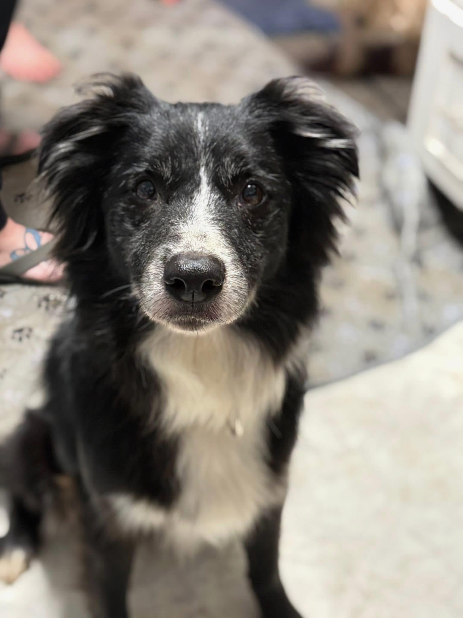 Juno CROSS LIST, ADOPTABLE, Adult Female Australian Shepherd.