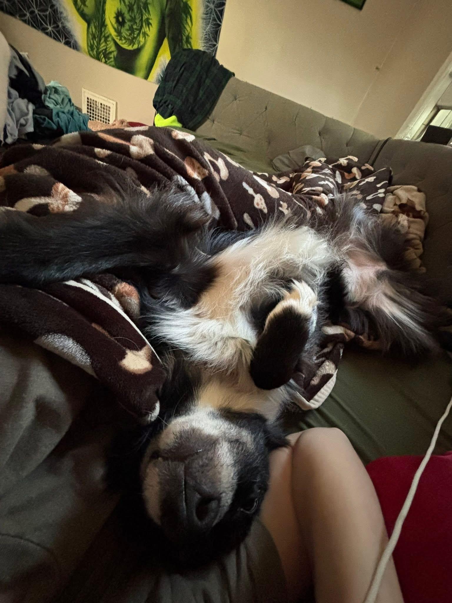 Juno CROSS LIST, a ADOPTABLE Australian Shepherd in Olathe, KS image 2/4