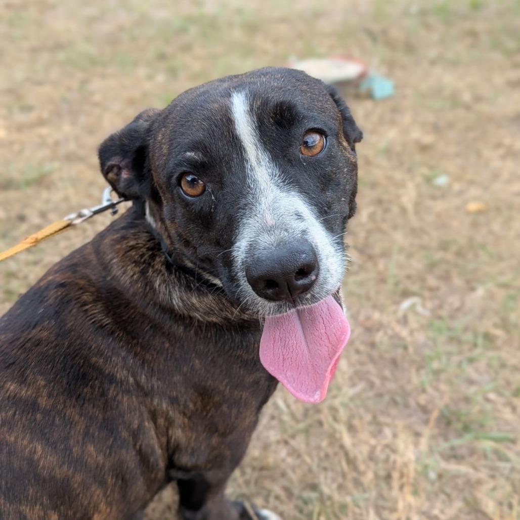 Duchess Esme Wigglebutt the Third, a ADOPTABLE mixed breed in Ocala, FL image 1/3