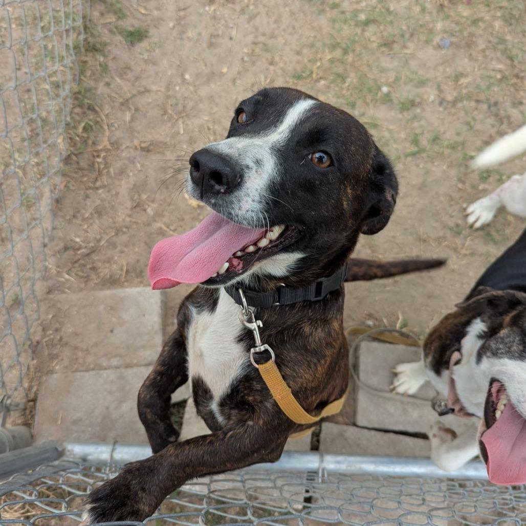 Duchess Esme Wigglebutt the Third, a ADOPTABLE mixed breed in Ocala, FL image 2/3