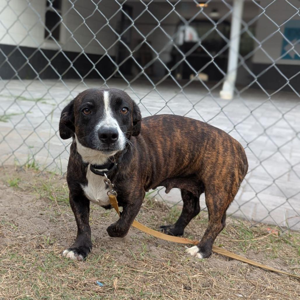 Duchess Esme Wigglebutt the Third, a ADOPTABLE mixed breed in Ocala, FL image 3/3