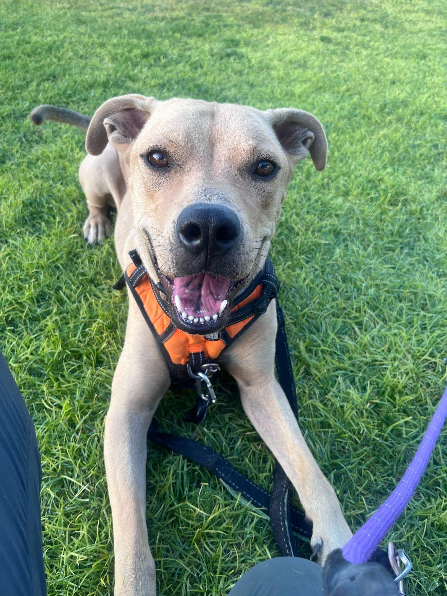 Buddy, Adoptable, Adult Male Pit Bull Terrier & Labrador Retriever.
