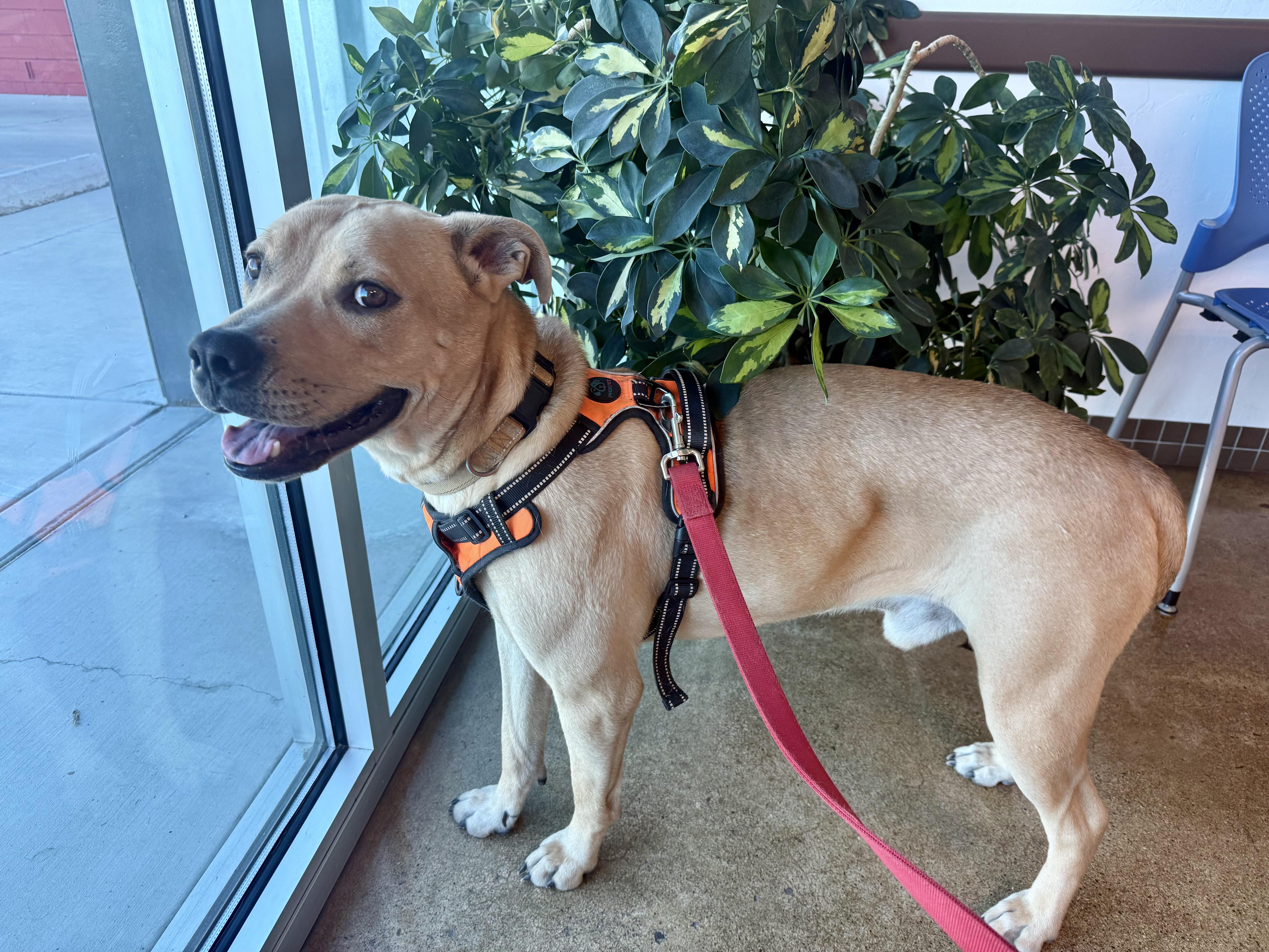 Buddy, Adoptable, Adult Male Pit Bull Terrier & Labrador Retriever.