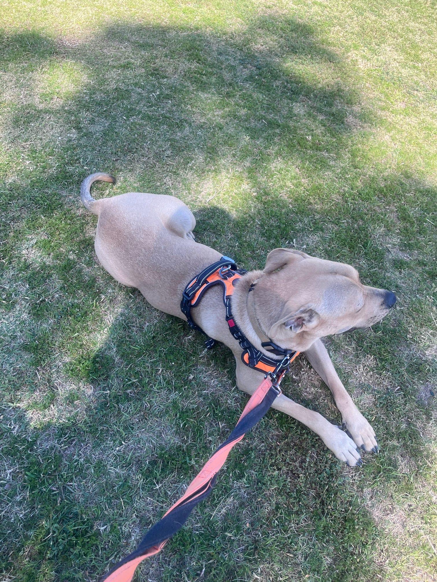 Buddy, a Adoptable mixed breed in Tucson, AZ image 2/6