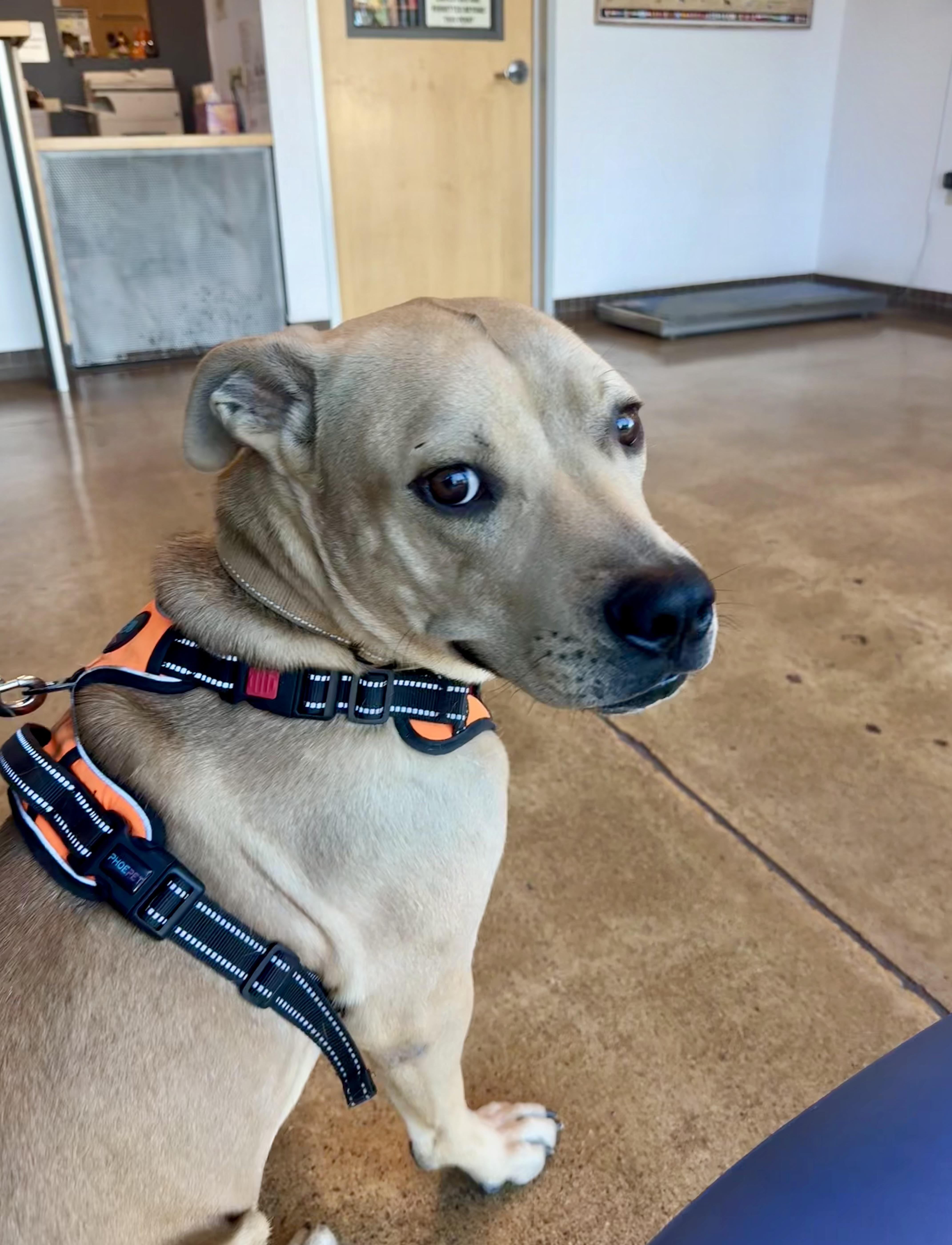 Enlarge Buddy, a Adoptable mixed breed in Tucson, AZ image 2/6