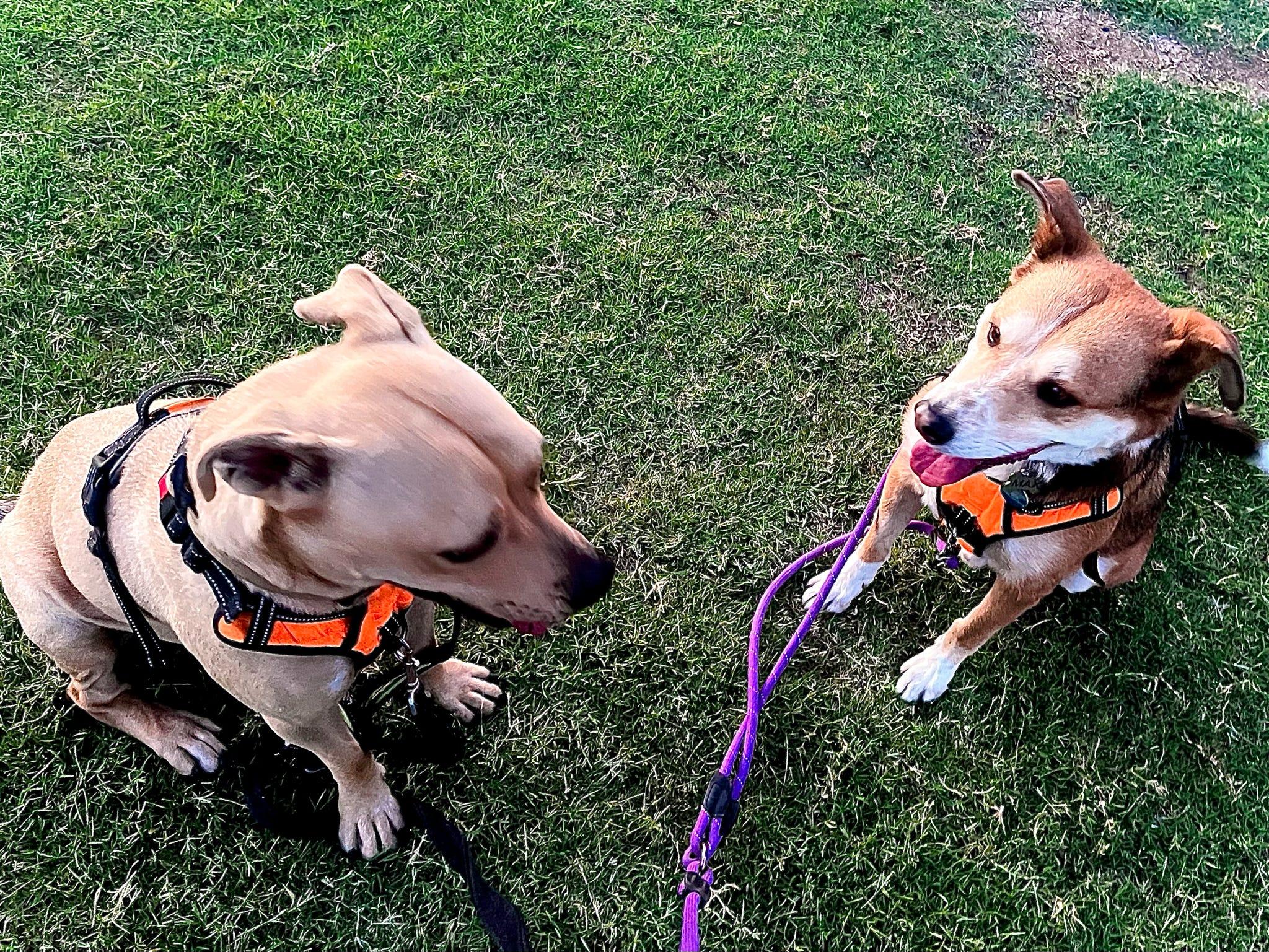 Buddy, a Adoptable mixed breed in Tucson, AZ image 3/6