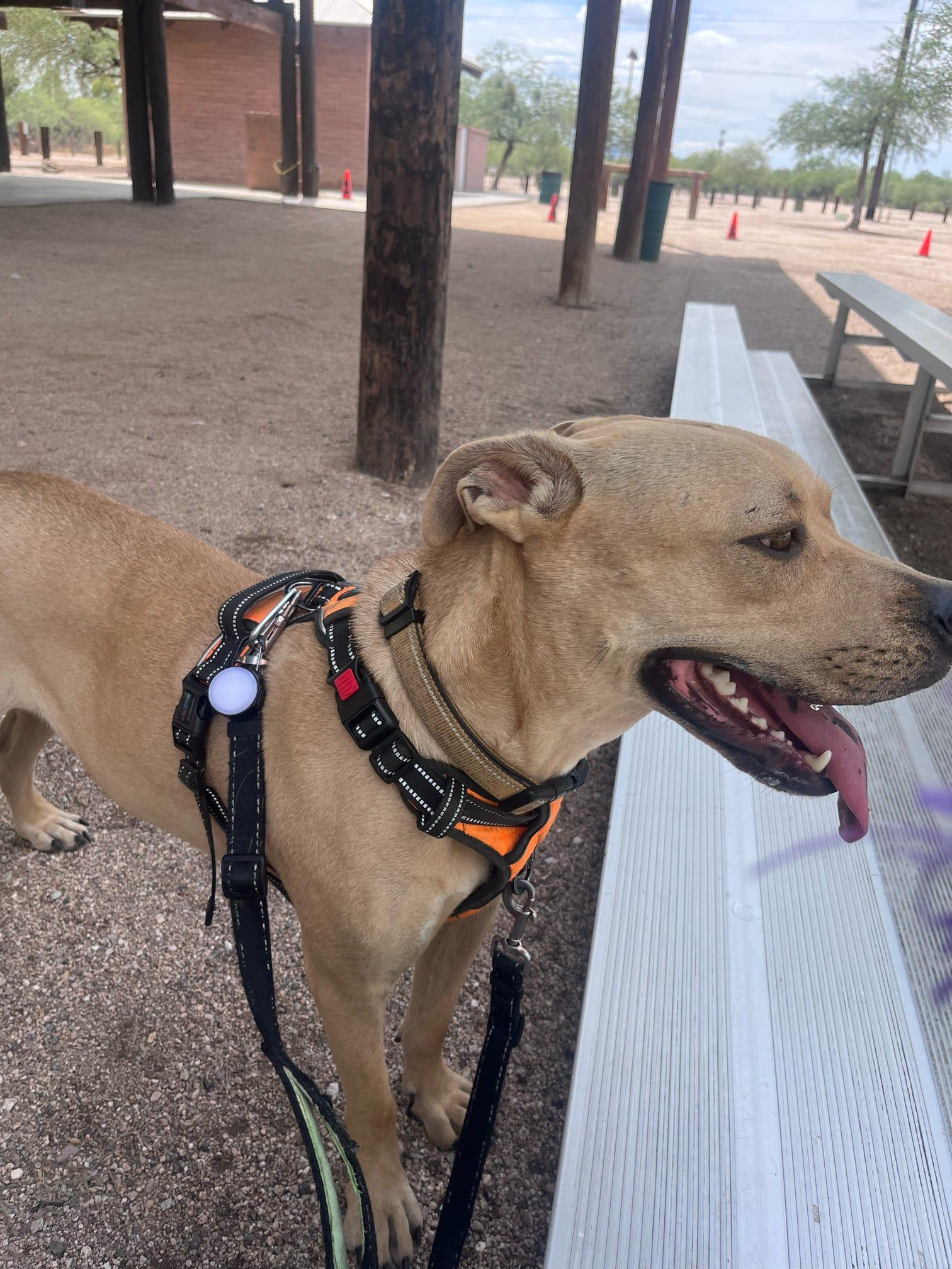Buddy, a Adoptable mixed breed in Tucson, AZ image 4/6