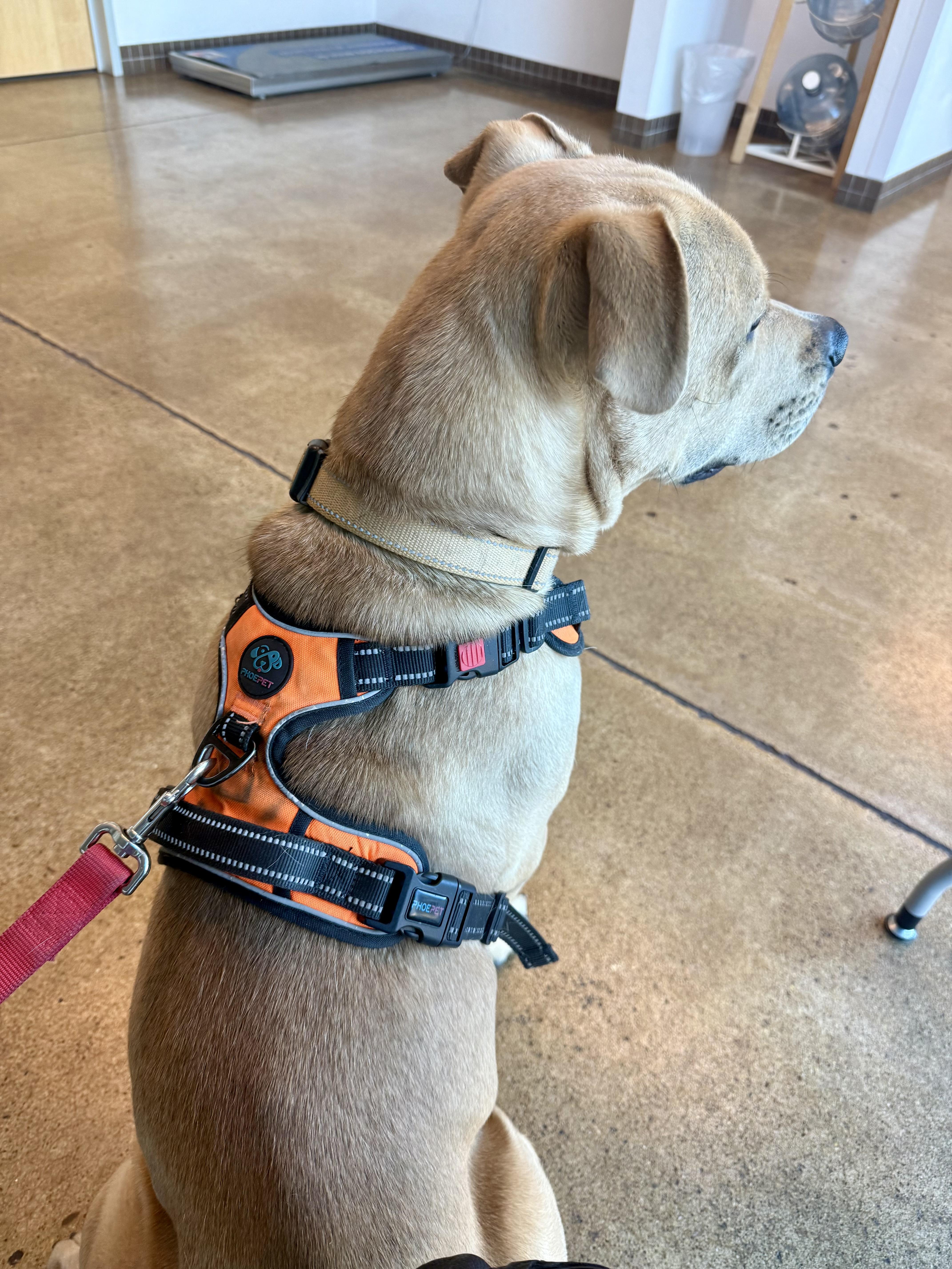 Enlarge Buddy, a Adoptable mixed breed in Tucson, AZ image 3/6