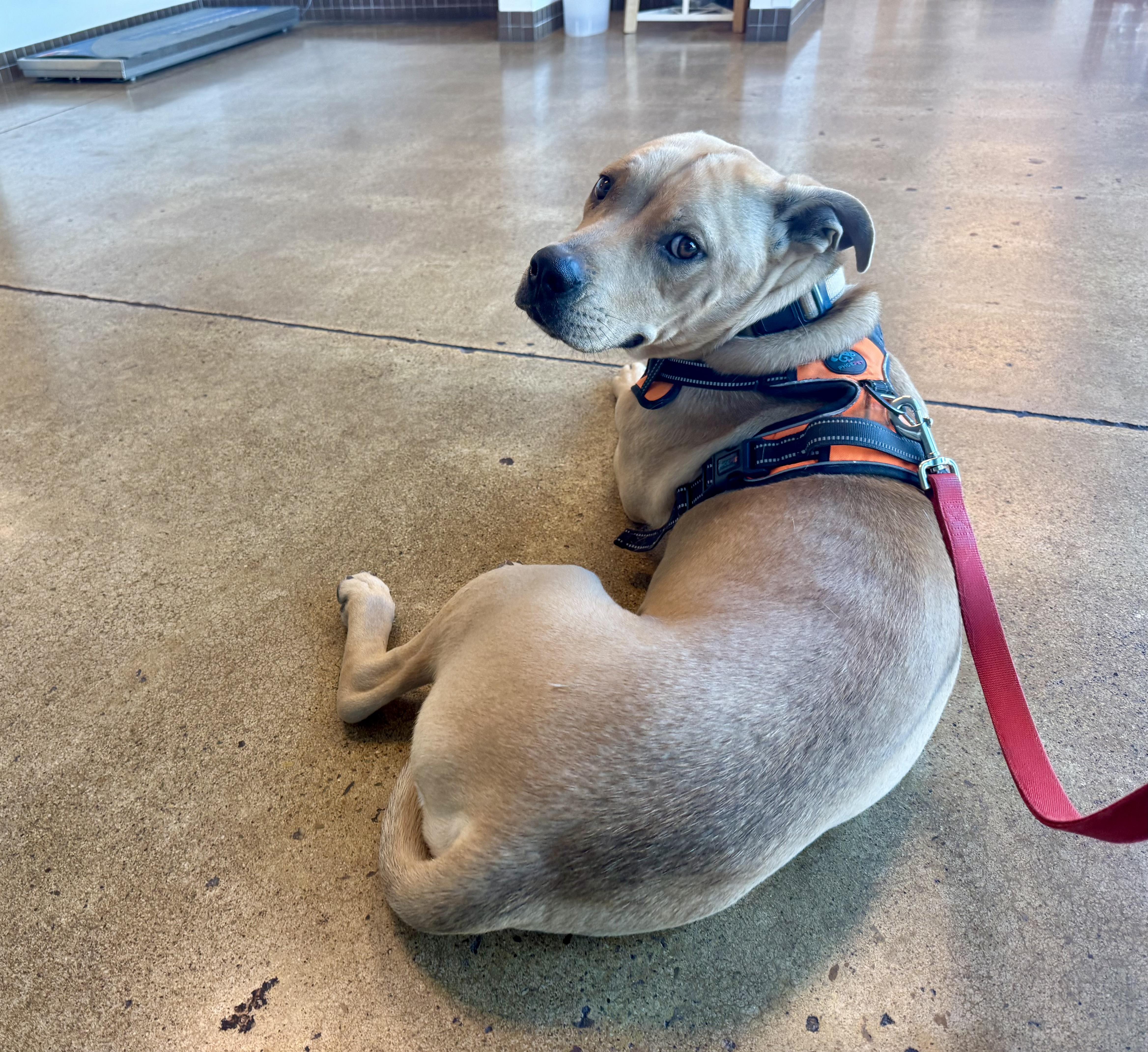 Enlarge Buddy, a Adoptable mixed breed in Tucson, AZ image 4/6