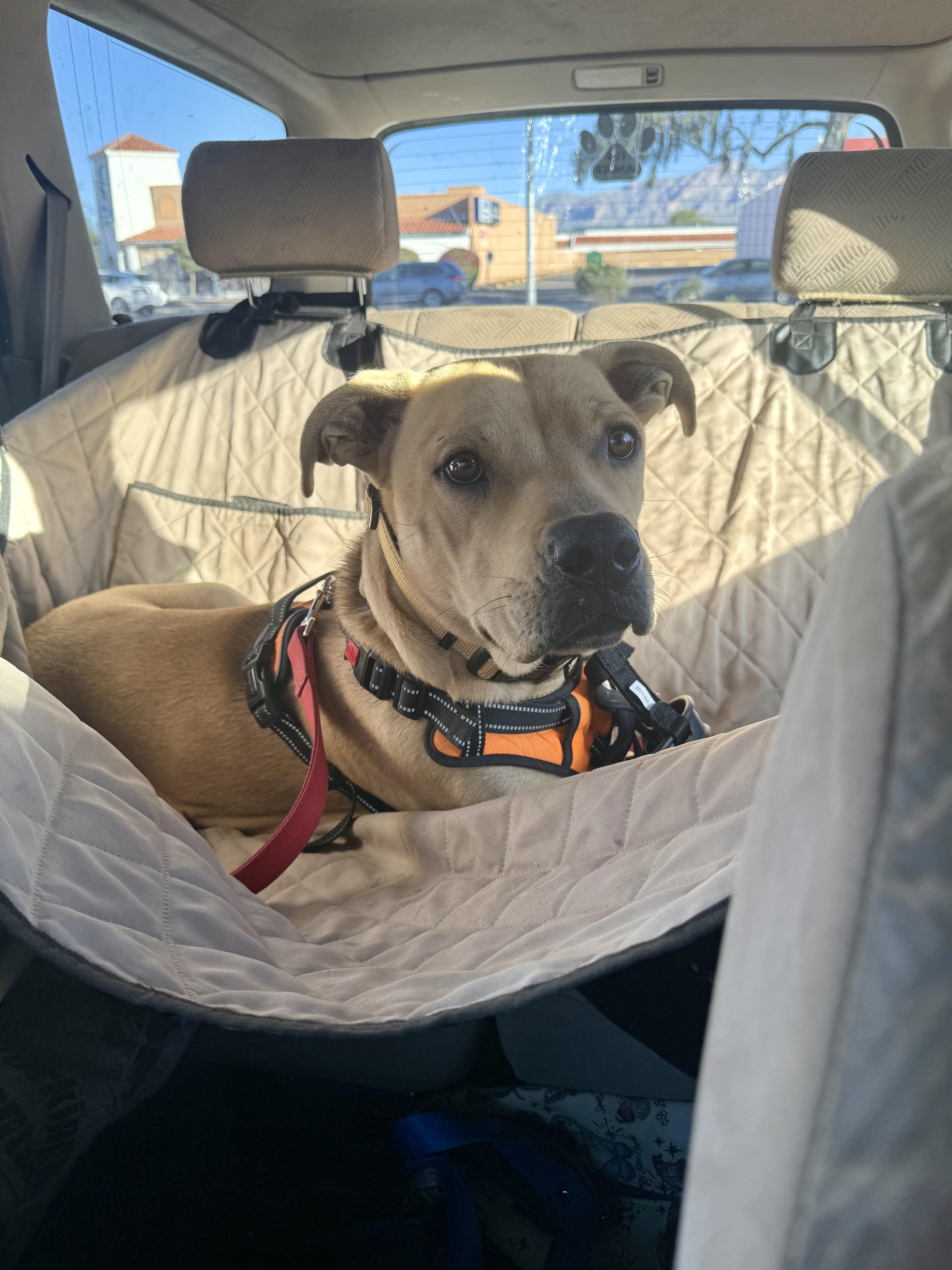 Enlarge Buddy, a Adoptable mixed breed in Tucson, AZ image 5/6