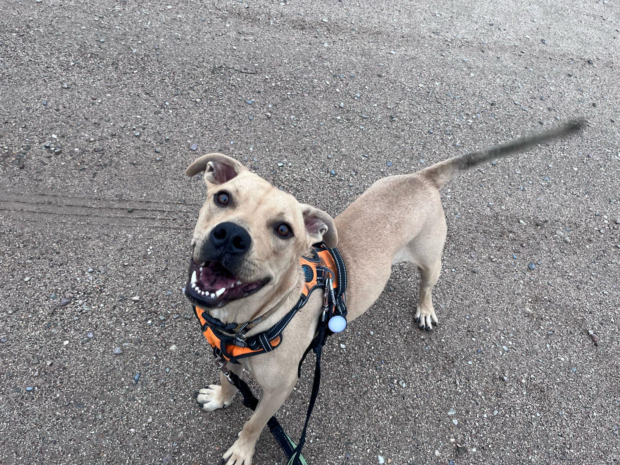 Buddy, a Adoptable mixed breed in Tucson, AZ image 5/6
