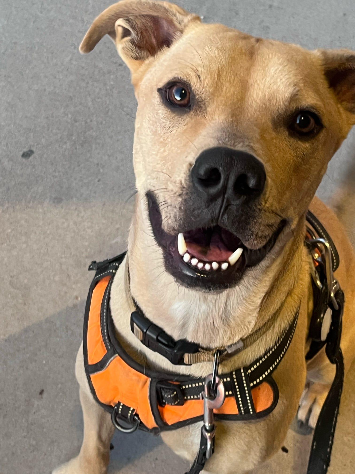 Buddy, a Adoptable mixed breed in Tucson, AZ image 6/6