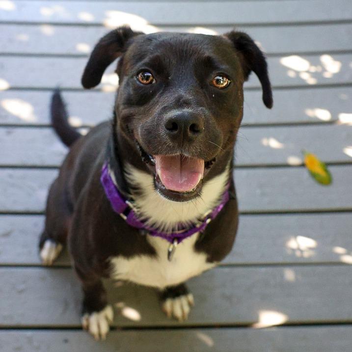 Enlarge Denny, a Adoptable mixed breed in Bradenton, FL image 1/4