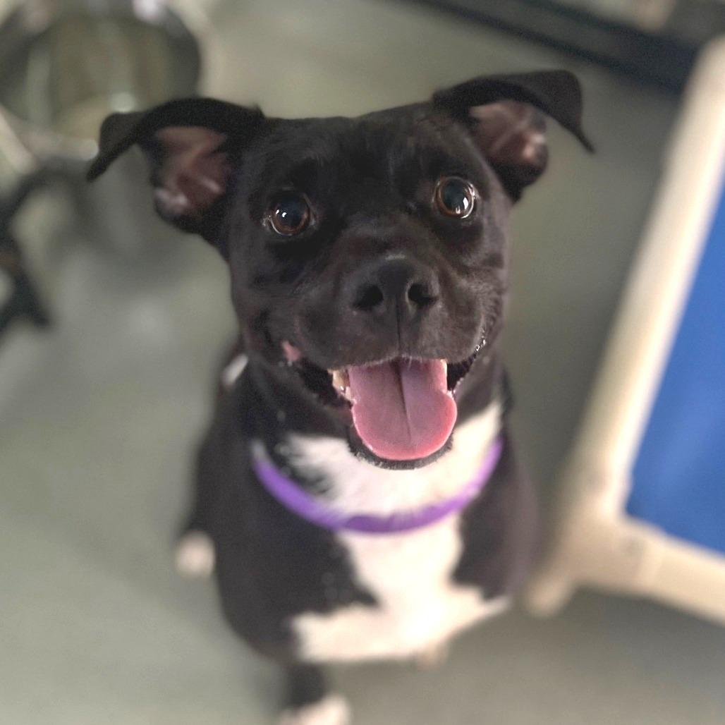 Denny, Adoptable, Adult Male Mixed Breed & Mixed Breed.
