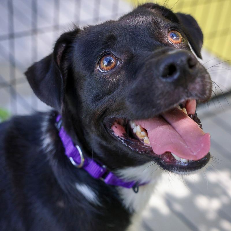 Denny, Adoptable, Adult Male Mixed Breed & Mixed Breed.