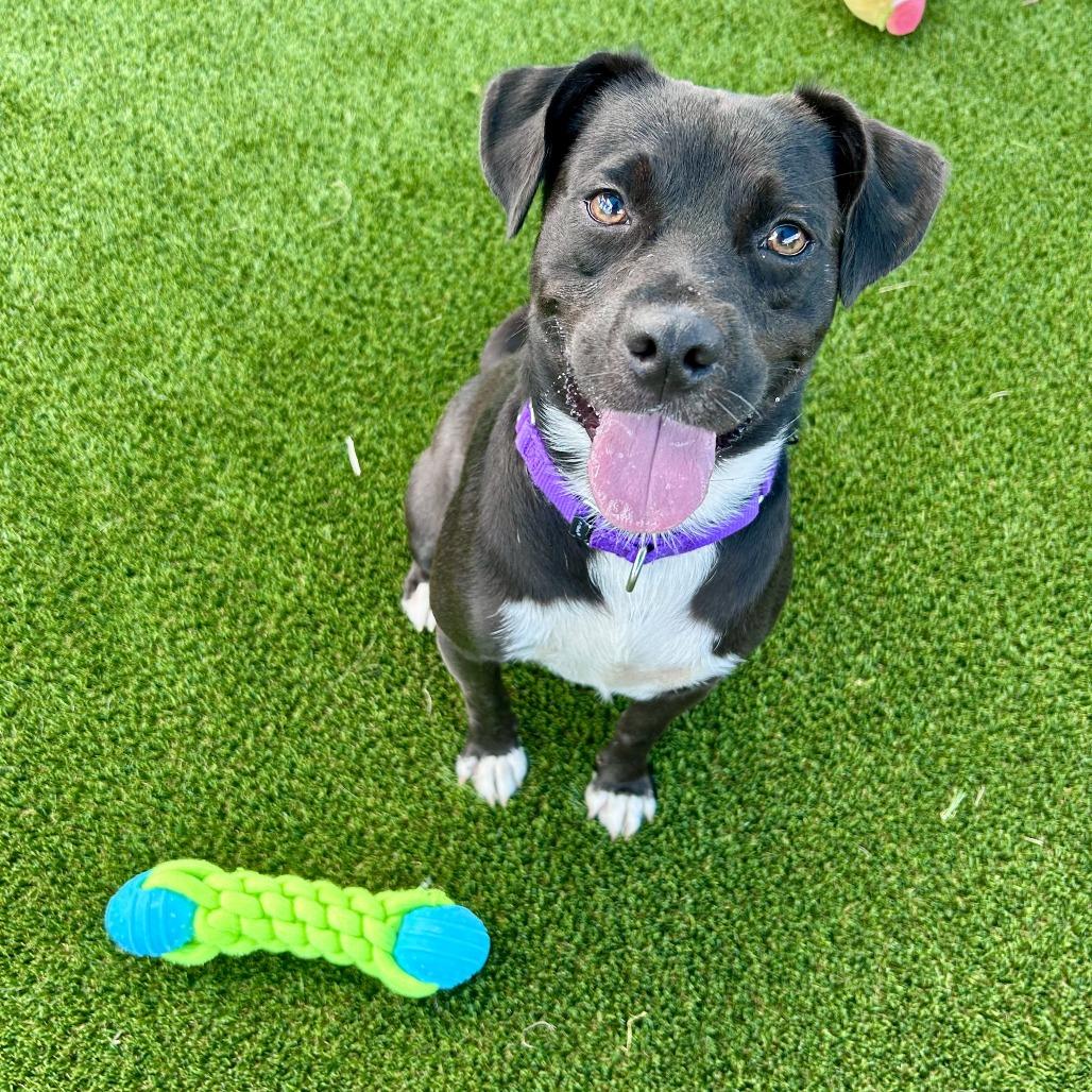 Enlarge Denny, a Adoptable mixed breed in Bradenton, FL image 3/5