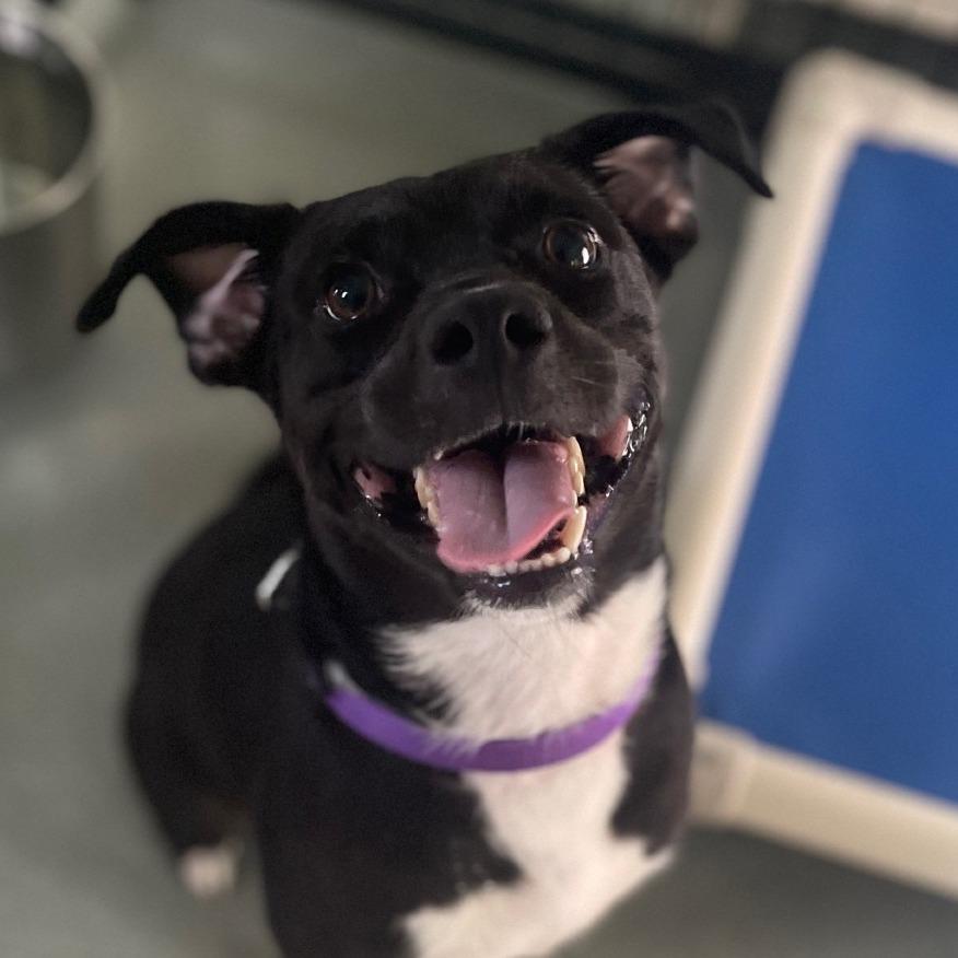 Enlarge Denny, a Adoptable mixed breed in Bradenton, FL image 4/5