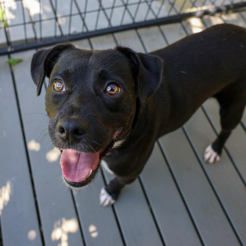 Enlarge Denny, a Adoptable mixed breed in Bradenton, FL image 2/2