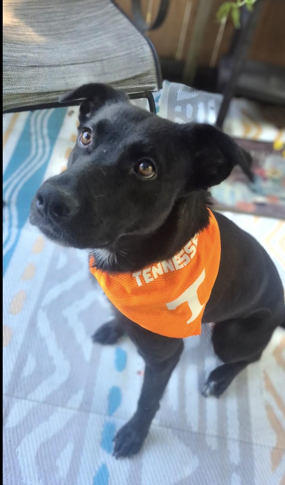 Enlarge Lady, a Adoptable Black Labrador Retriever in Maryville, TN image 6/6
