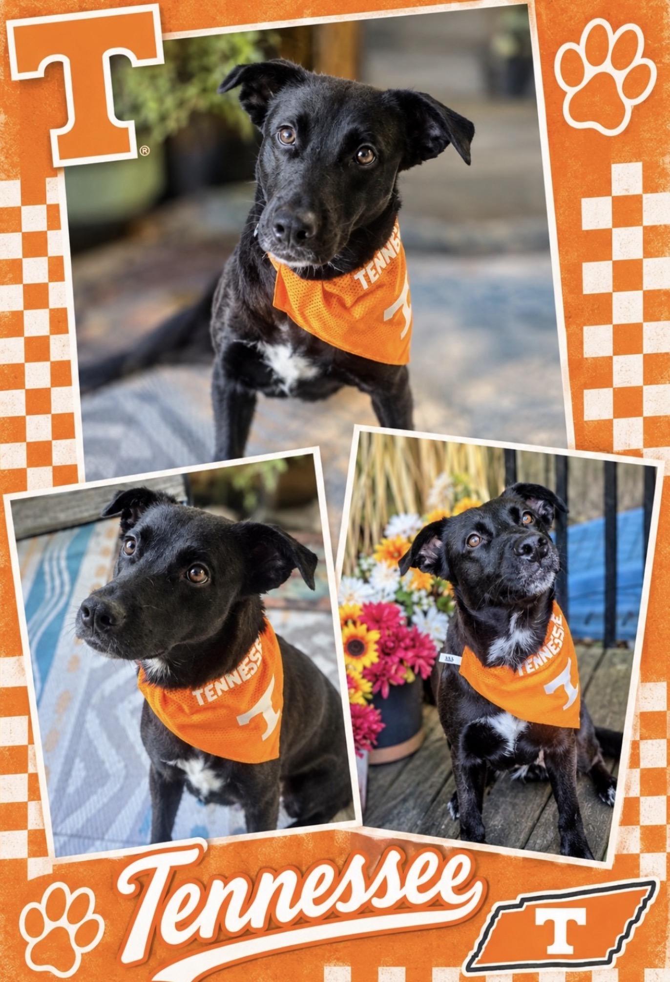 Enlarge Lady, a Adoptable Black Labrador Retriever in Maryville, TN image 5/6