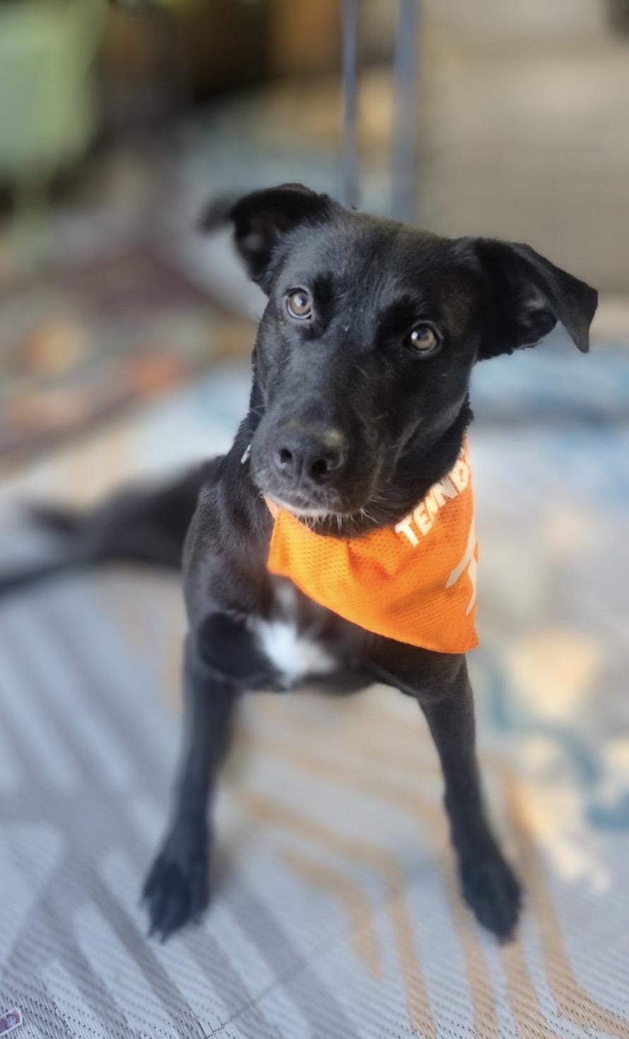 Lady, Adoptable, Young Female Black Labrador Retriever.