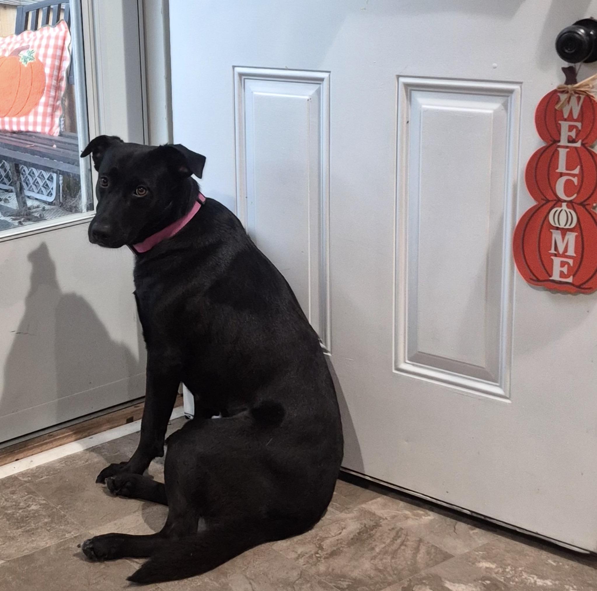 Enlarge Lady, a Adoptable Black Labrador Retriever in Maryville, TN image 2/6