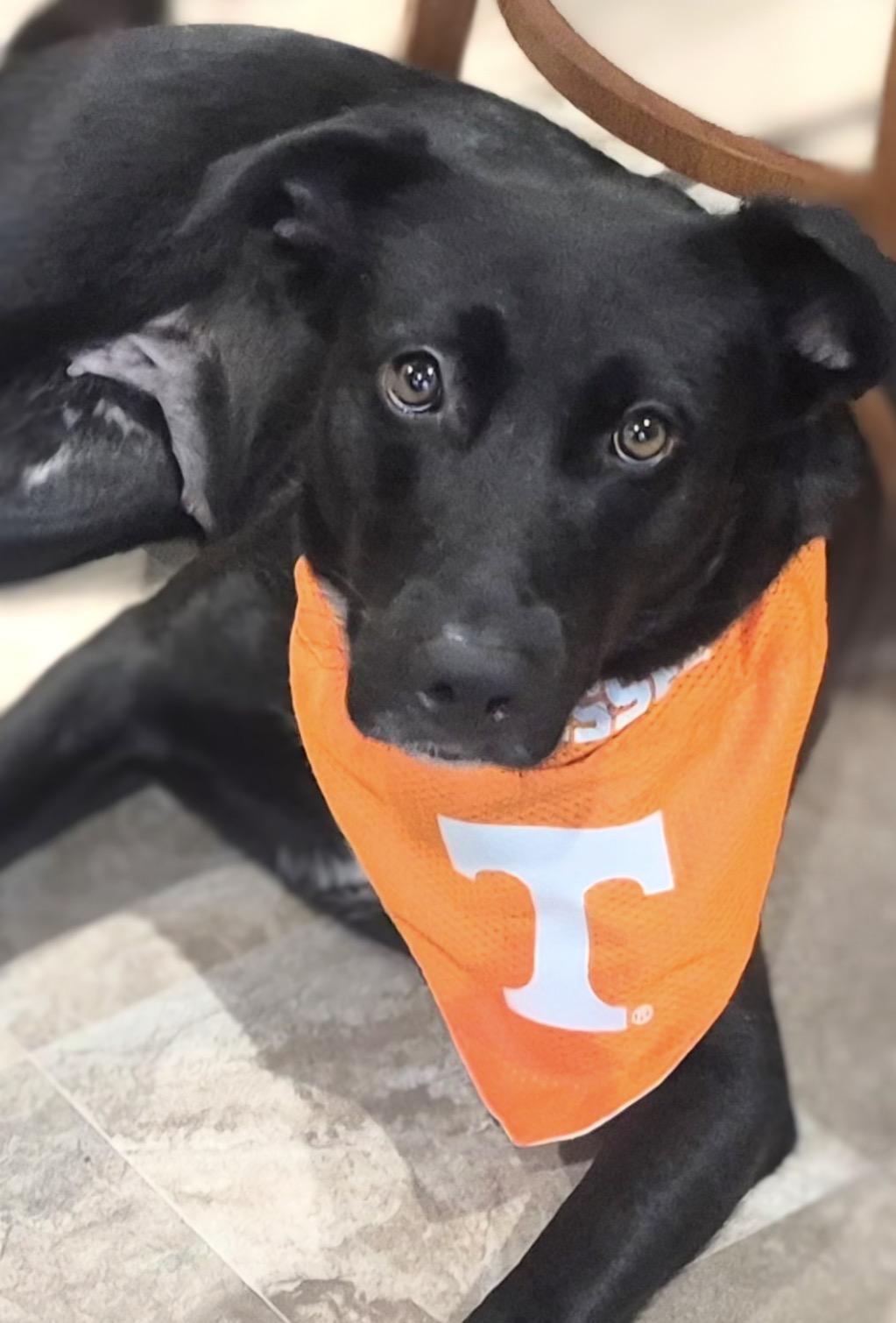 Enlarge Lady, a Adoptable Black Labrador Retriever in Maryville, TN image 3/6