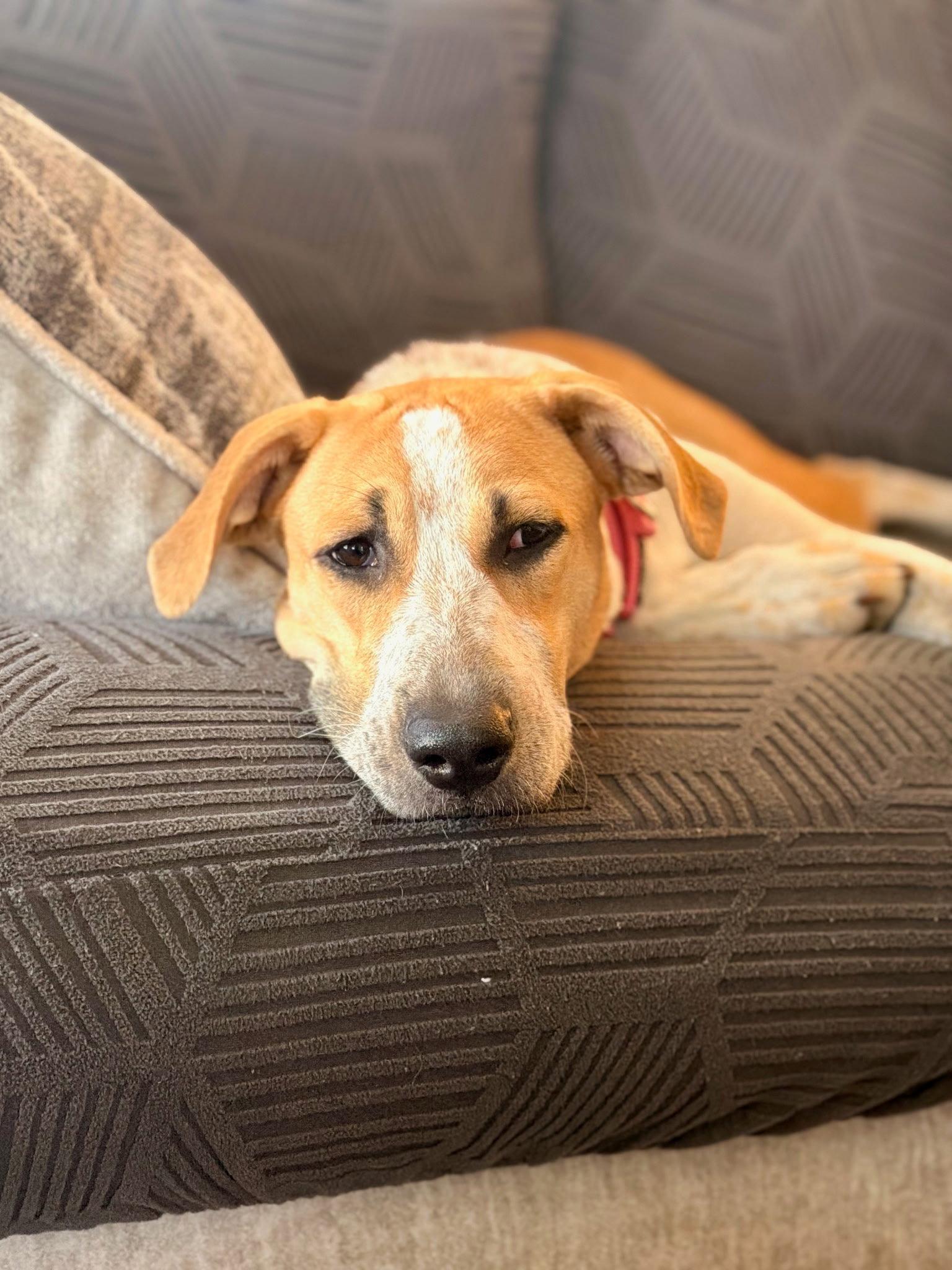 Enlarge Dari, a Adoptable Labrador Retriever in Tarrytown, GA image 1/3