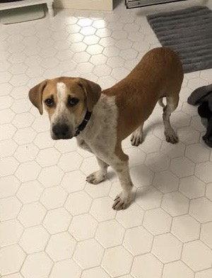 Enlarge Dari, a Adoptable Labrador Retriever in Tarrytown, GA image 1/3