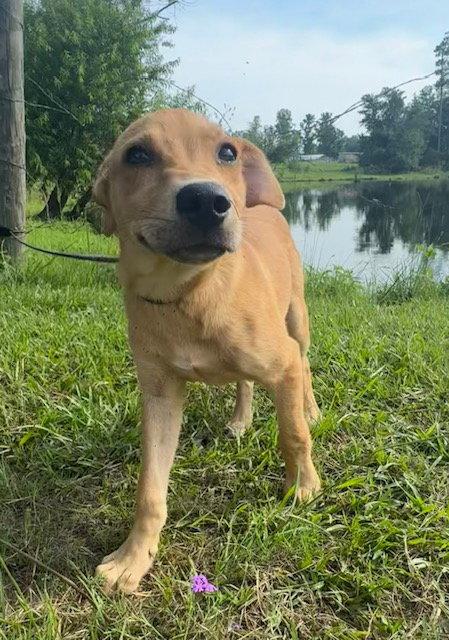 Dari, Adoptable, Young Female Labrador Retriever.