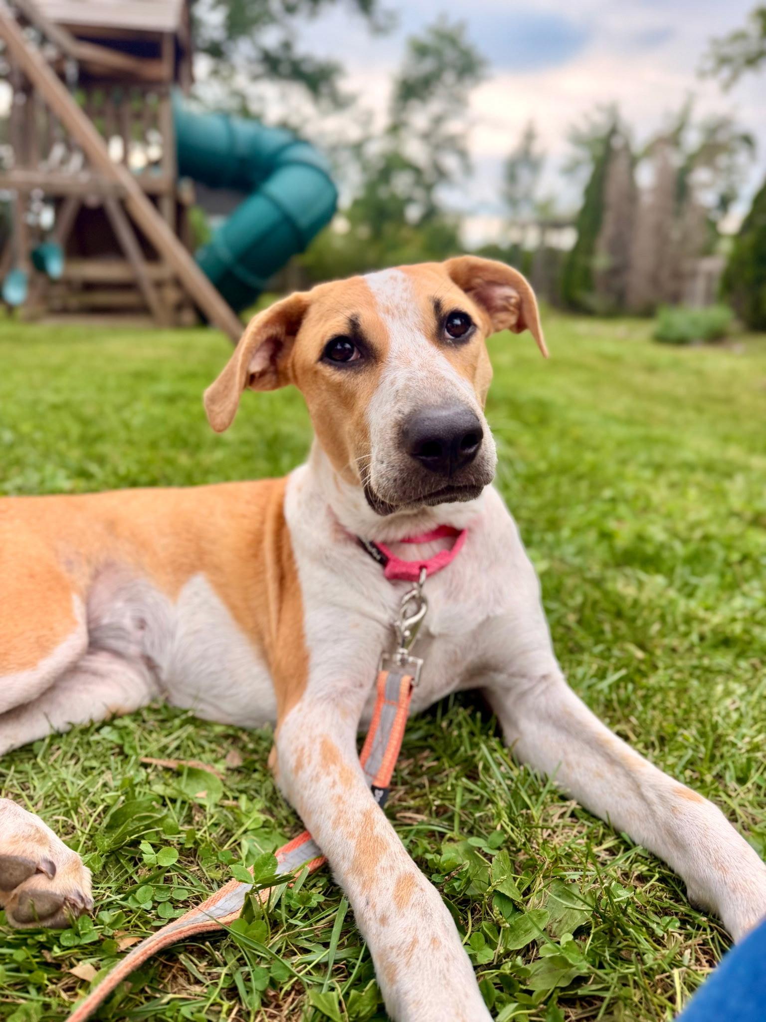 Enlarge Dari, a Adoptable Labrador Retriever in Tarrytown, GA image 2/3