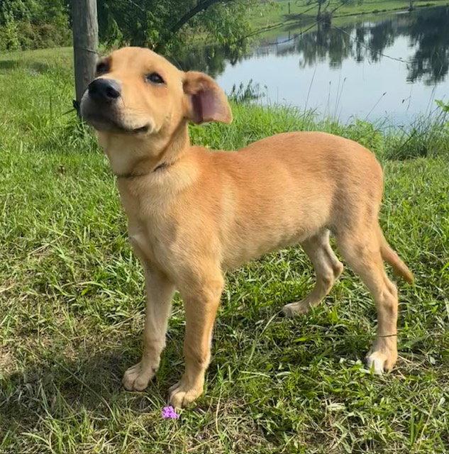 Dari, a Adoptable Labrador Retriever in Tarrytown, GA image 2/3