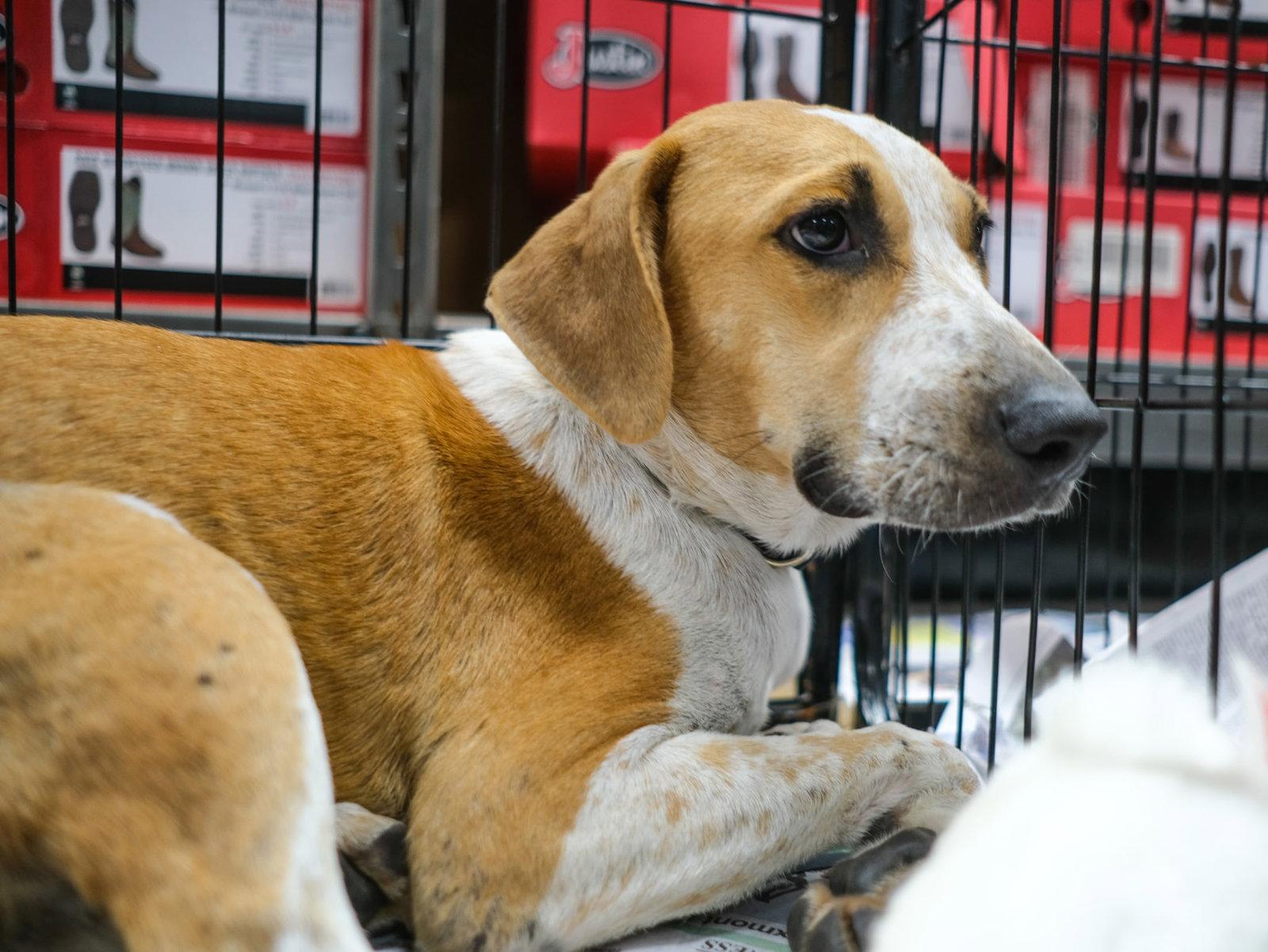 Enlarge Dari, a Adoptable Labrador Retriever in Tarrytown, GA image 3/3