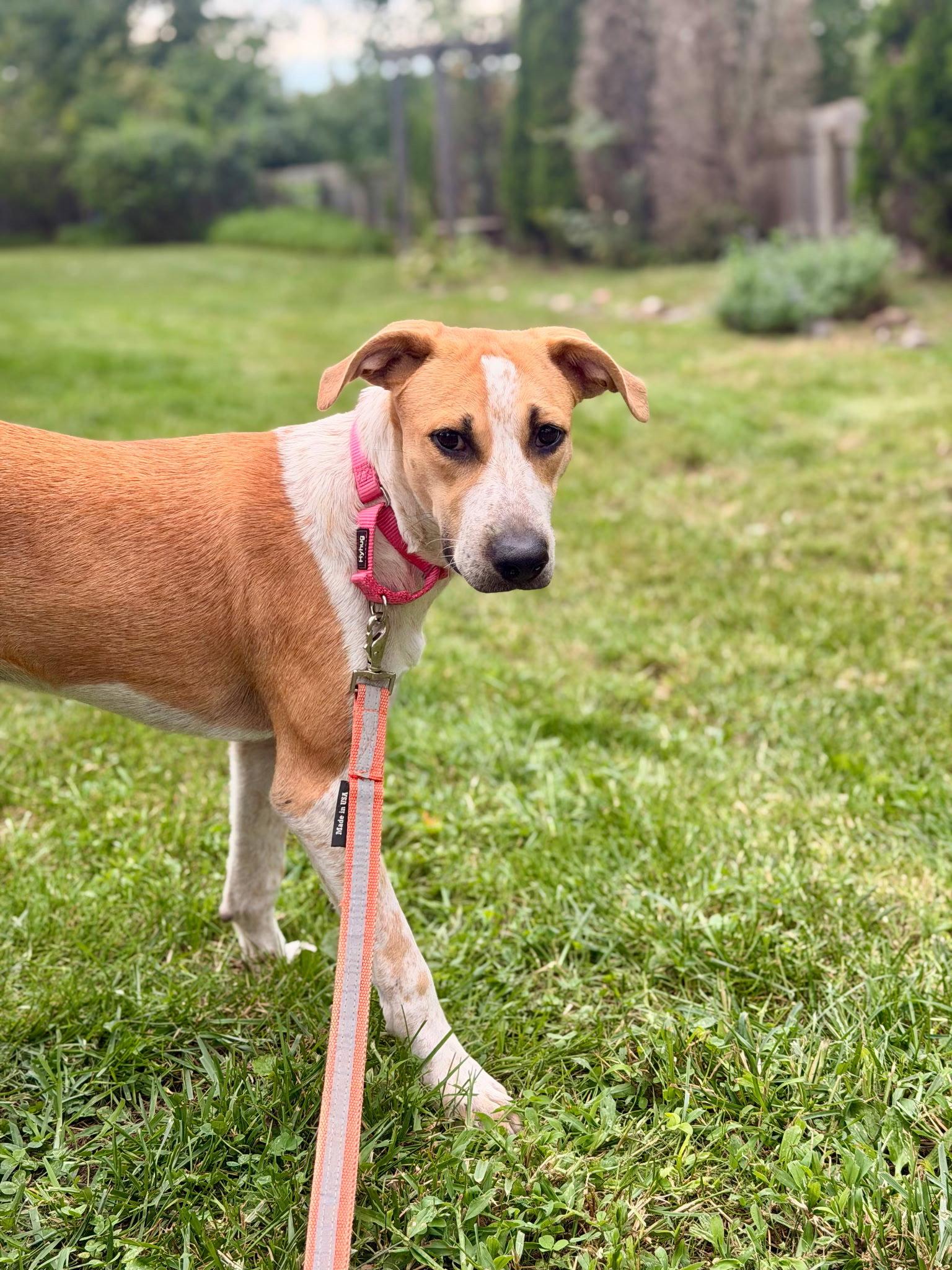 Enlarge Dari, a Adoptable Labrador Retriever in Tarrytown, GA image 3/3