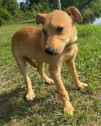 Dari, a Adoptable Labrador Retriever in Tarrytown, GA image 3/3