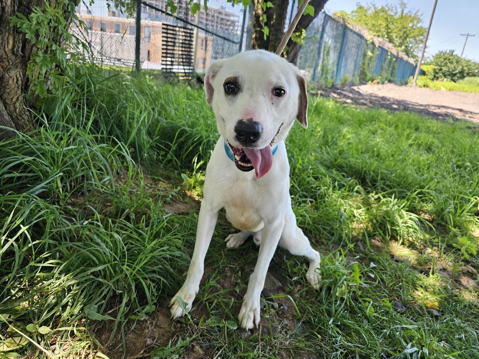 Enlarge Horchata, a Adoptable mixed breed in Jersey city, NJ image 2/3