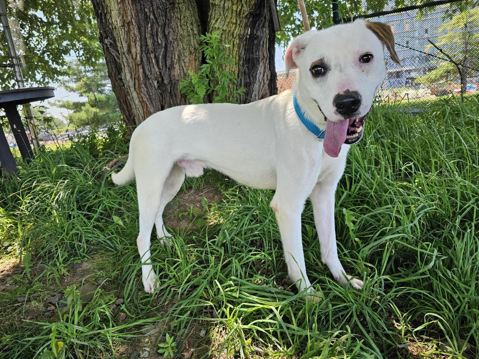 Enlarge Horchata, a Adoptable mixed breed in Jersey city, NJ image 3/3